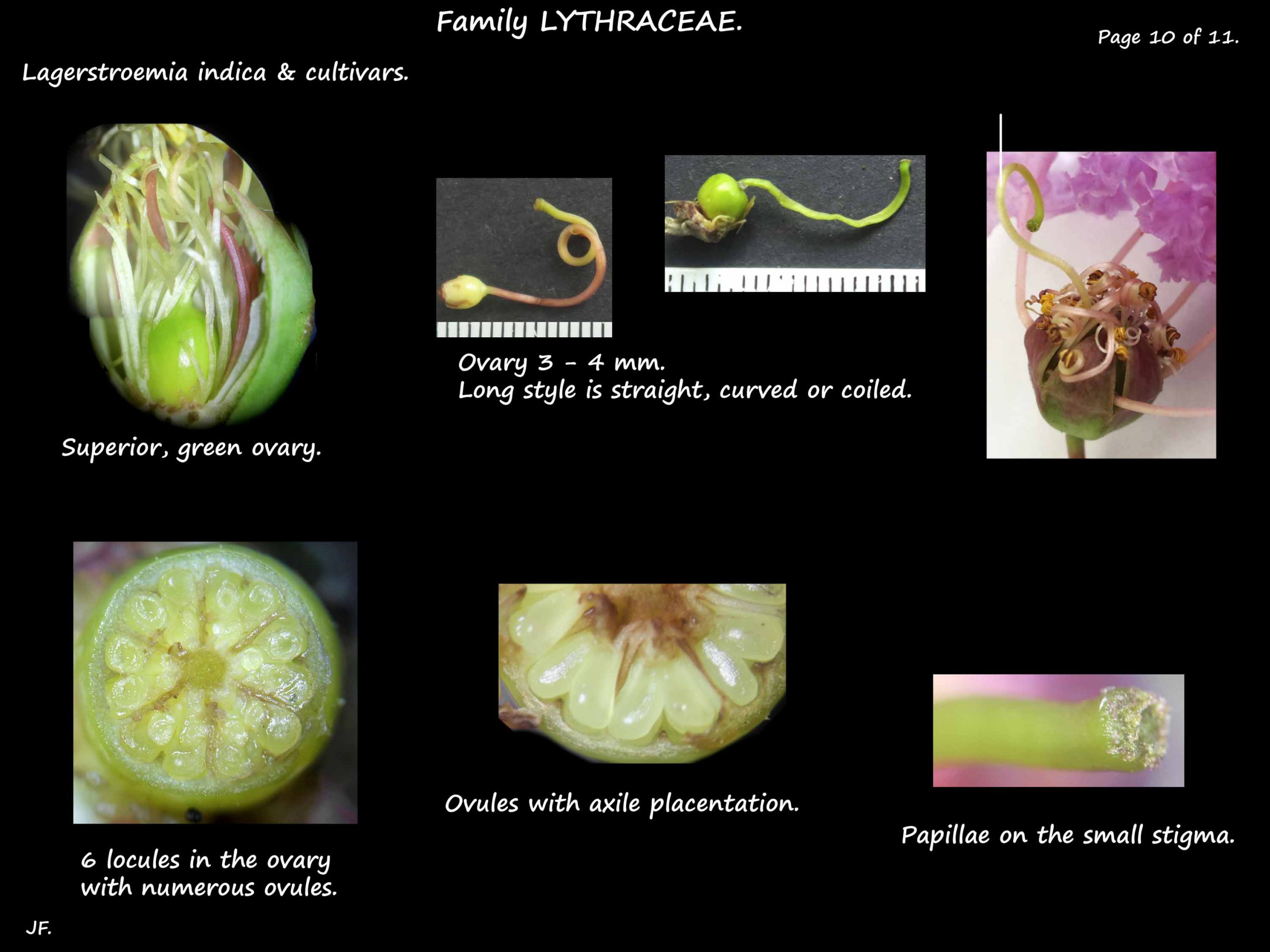 10 Lagerstroemia indica ovary & ovules